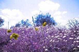 IR0193 Wandbild