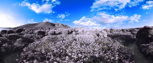 Stitched Panorama