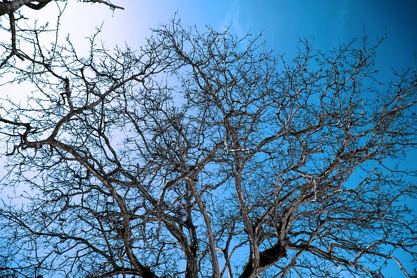 IR0220 Wandbild