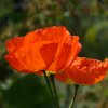 Klatschmohn
