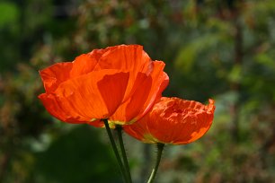 Klatschmohn Wandbild