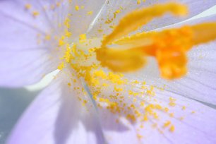 Krokus Staubbeutel Wandbild