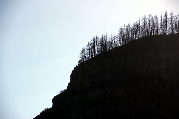Baumsilhouetten Wandbild