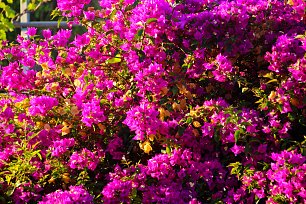 Bougainvillea Wandbild