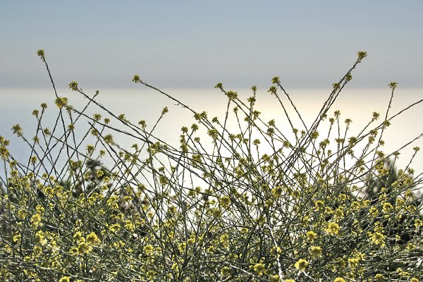 Gras Wandbild