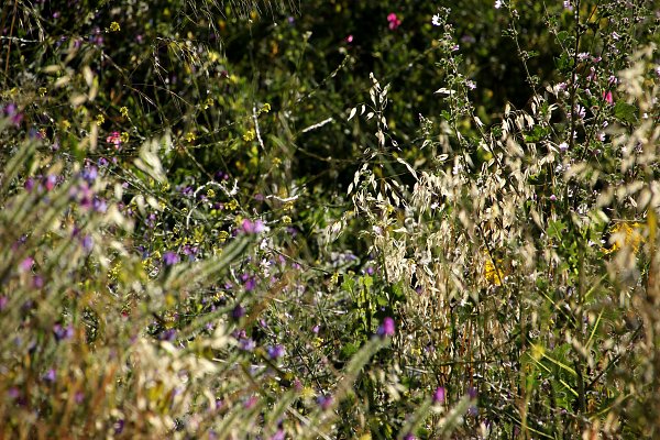 Sommermaerchen Wandbild