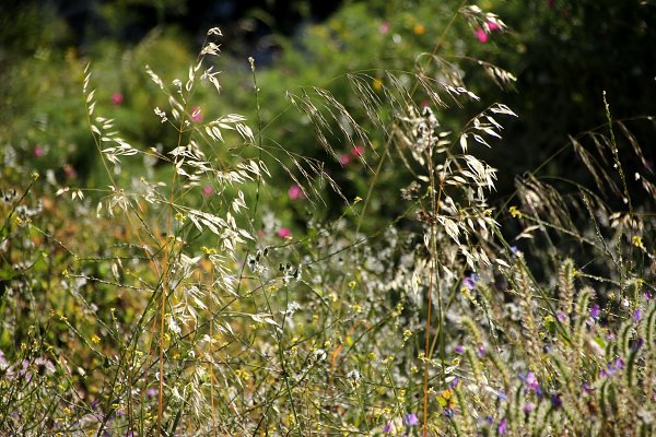 Sommerwiese Wandbild