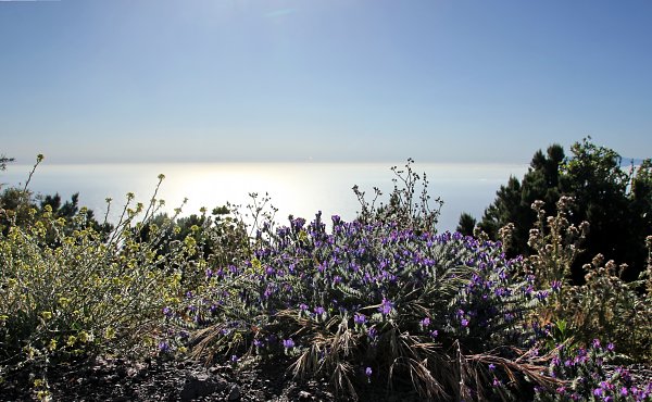 Violette Bluemchen Wandbild