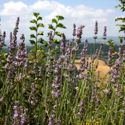 Lavendel-Italien