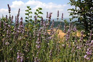 Lavendel Italien Wandbild