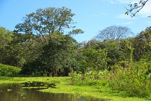 Baeume am See Wandbild