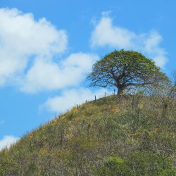 Baum-am-Gipfel