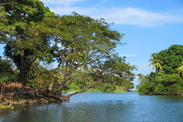 Baum ueber Wasser Wandbild