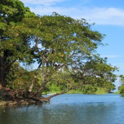 Baum-ueber-Wasser