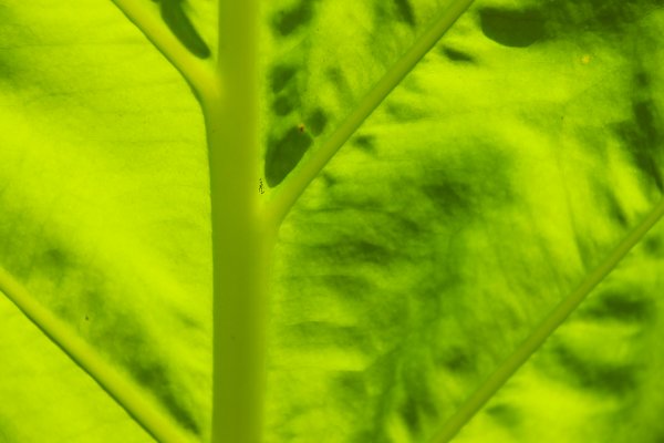 Blatt Detail Wandbild