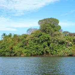 Insel-mit-Urwald