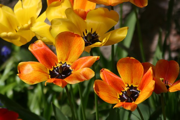 Orange Tulpen Wandbild