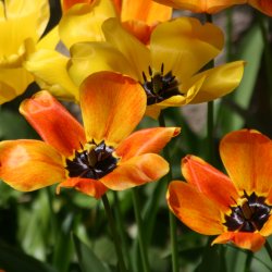 Orange-Tulpen