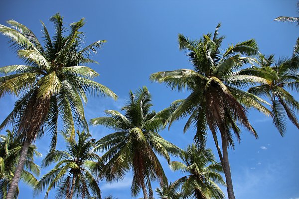 Palmen Wandbild