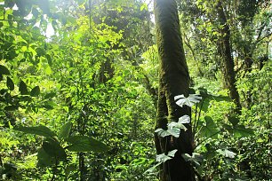 Regenwald Wandbild