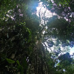 Subtropischer-Regenwald