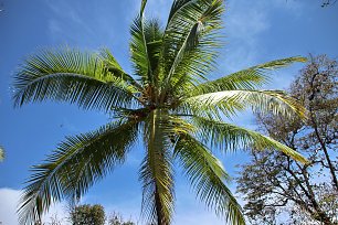 Suedsee Palme Wandbild