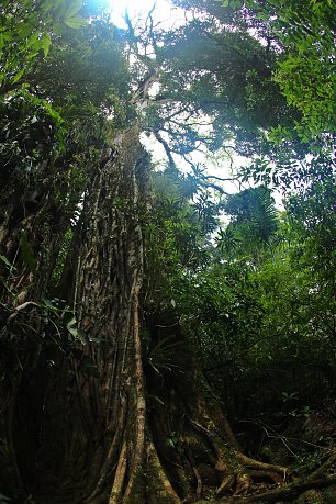 Uralter Regenwaldbaum Wandbild