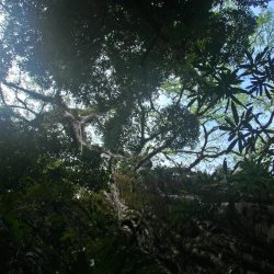 Uralter-Tropenbaum