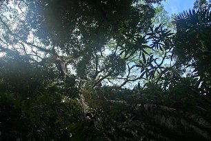 Uralter Tropenbaum Wandbild