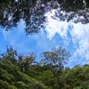 Urwald-Baumkronen