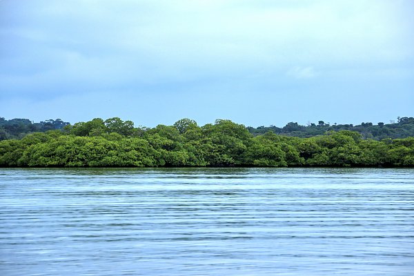 Urwald Karibik