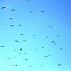 Vogelschwarm
