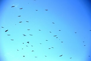 Vogelschwarm Wandbild