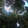 Wald-in-Costa-Rica