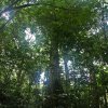 Wald-in-Panama