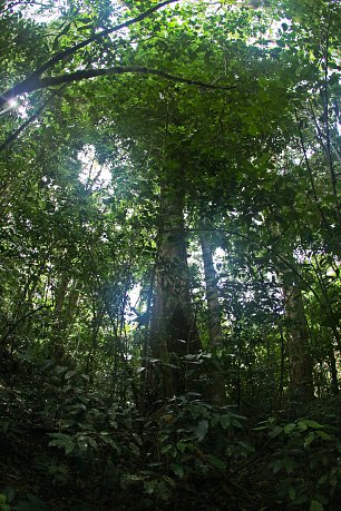 Wald in Panama Wandbild