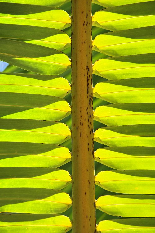 Blatt Aufbau Wandbild