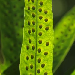 Blatt-mit-Punkten