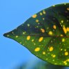Blatt-mit-Tupfen