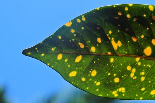 Blatt mit Tupfen Wandbild