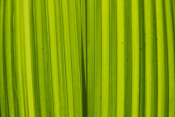 Blattgruen Wandbild