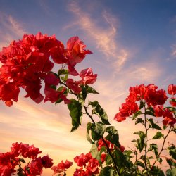Blumen-vor-blauem-Himmel_2