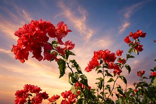 Blumen vor blauem Himmel_2 Wandbild