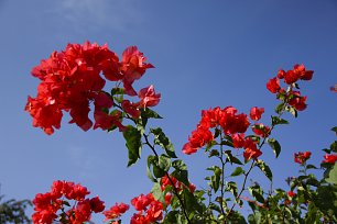 Blumen vor blauem Himmel Wandbild