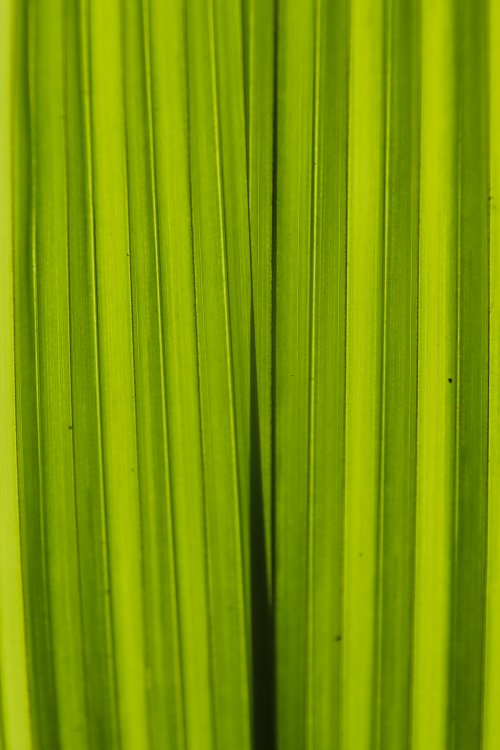 Chlorophyll Wandbild