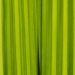 Chlorophyll