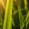 Dichtes-Gras_2