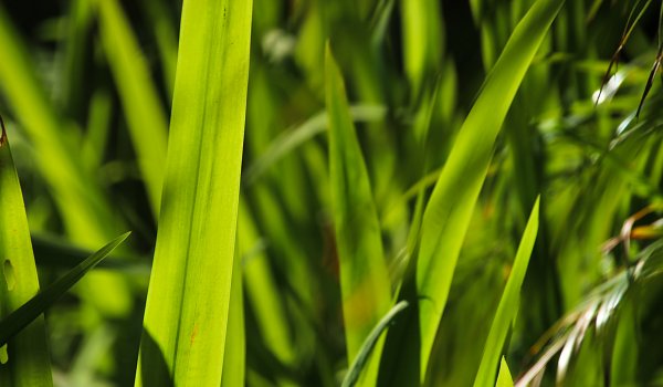 Dichtes Gras Wandbild