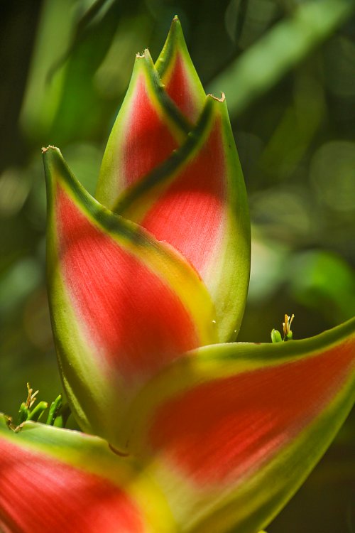 Falsche Paradiesvogelblume Wandbild