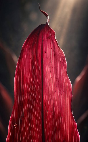 Flamme_2 Wandbild